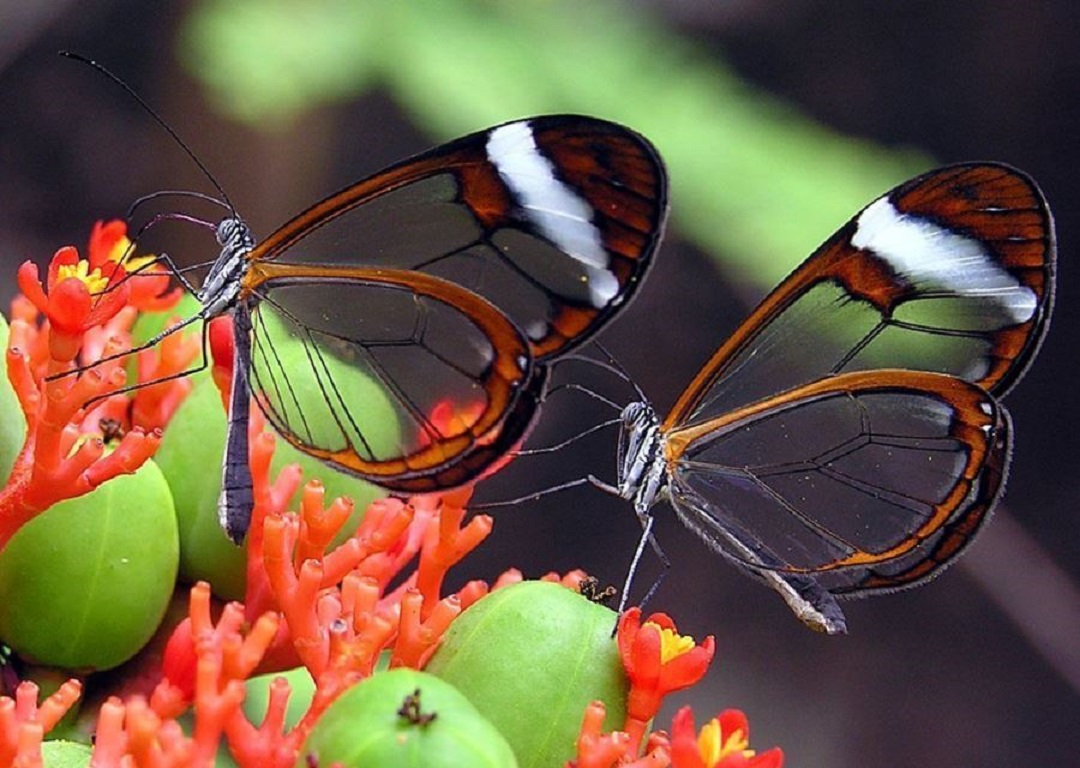 تصاویر شگفت انگیز یکی از زیباترین پروانه های دنیا | طرفداری