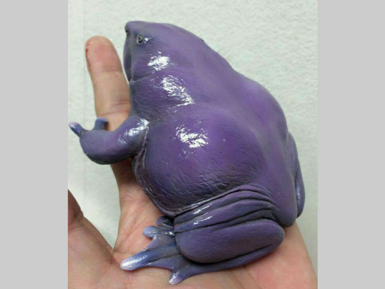 Фиолетовая лягушка. Индийская лиловая пурпурная лягушка. Пурпурная свиноносая лягушка. Лягушка Бхубати.