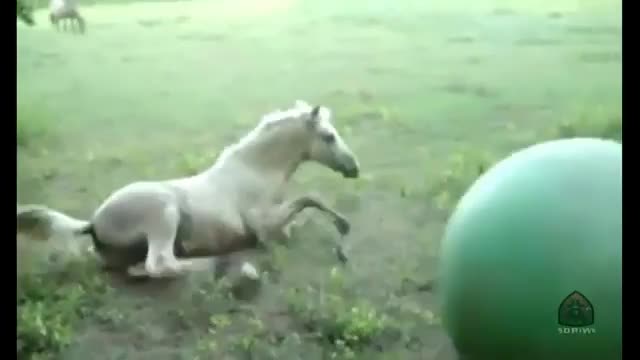 Horse Goes Balls Deep